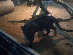 -清迈夜间动物园