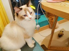 -猫在这儿猫咪咖啡馆·撸猫馆