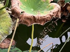 -洋湖国家湿地公园