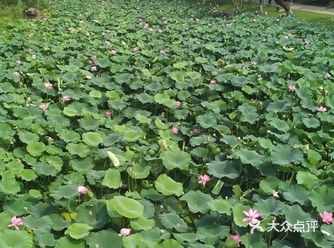 今日份游览，赏荷~ 今天不错，天气晴朗，适合出游