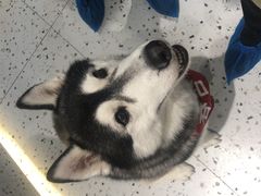 -Husky Go!哈士奇体验馆·宠物咖啡厅狗咖