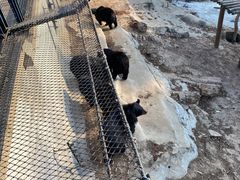 -大连森林动物园