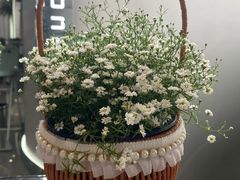 -平吉花卉市场