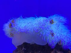 -海合安武汉极地海洋公园
