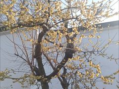 -拙政园