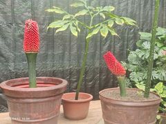 -北京植物园-展览温室