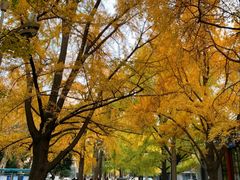 -四川大学(华西校区)