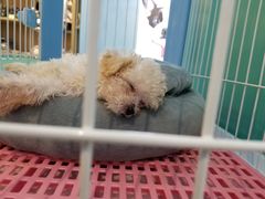 -龟与熊猫宠物公园(南坪店)