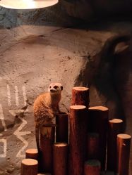 -Zoolung Zoolung动物主题公园(海信广场店)