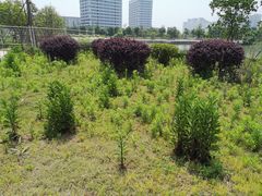 -琅岐红光湖公园