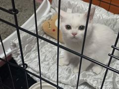 -屋虎猫馆(宝安大仟里店)