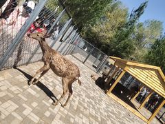 -长白岛森林公园