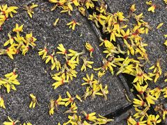 -小陆莲花蟹园农家乐(莲花岛店)