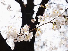 -鸡鸣寺