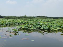 -荷塘月色湿地公园·向阳花洲
