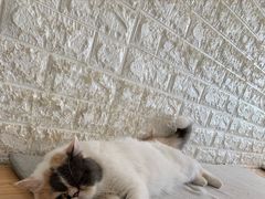 -平行世界·猫咖(首经贸店)