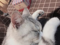 -万小咖.猫咖(中山路天虹店)