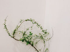 -椿风·养身茶饮(吉大店)