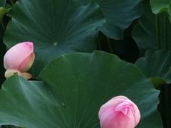 -荆川公园