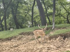 -秦皇岛野生动物园