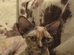 -琪喵猫屋·撸猫猫咖·猫舍