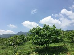 -田野绿世界