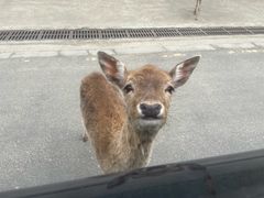 -常州淹城野生动物世界