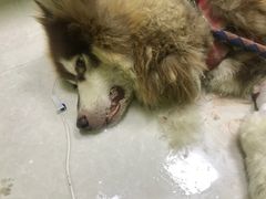 这是抢救当晚-瑞鹏宠物医院·夜间急症·心超·猫科(祖庙分店)