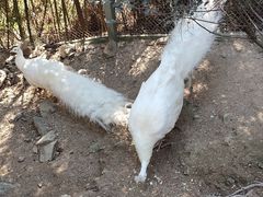 -泉州海丝野生动物世界