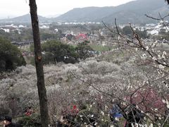 -香雪海