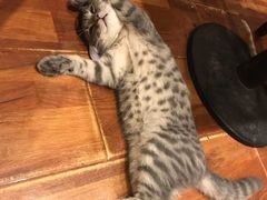 -猫小院猫主题餐厅(南锣旗舰店)
