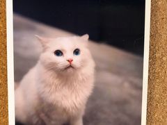 -瞄一喵猫咖(格力海岸店)