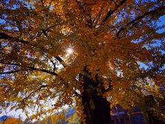 -千年银杏谷文化旅游区