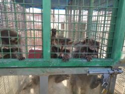 -萌宠亲子动物乐园(槐房万达店)