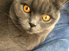 -喜多萌中农锦绣动物医院24H·猫科·牙科MRI·CT