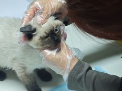 -仁普宠物诊所·中兽医·夜诊·狂犬免疫点(住友昌盛新苑店)