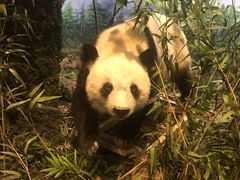 -陕西自然博物馆