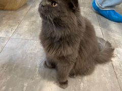 -楼上猫咖(罗湖店)