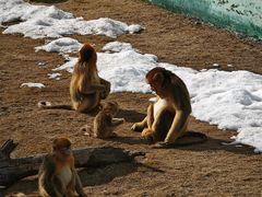 -西霞口神雕山野生动物世界
