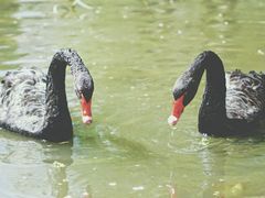 -新疆天山野生动物园