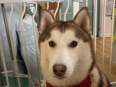 -Husky Go! 哈士奇体验馆·宠物咖啡厅狗咖