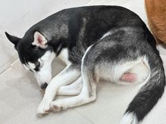 -共舞时光猫咖·狗咖(新街口店)