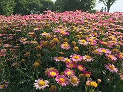 -松山湖梦幻百花洲