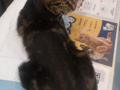-萌兽医馆·犬猫专科·眼科中心·宠物医院(朝阳门分院)