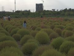 -映月湖中央公园