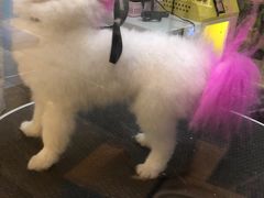 -小呆的宠物店·宠物售卖·宠物寄养(城西店)