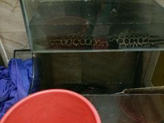 -鸡公煲(南竹饭店)