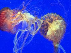 -上海海洋水族馆