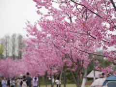 -顾村公园