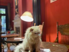 -猫色咖啡·猫咖